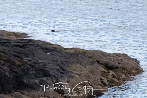 20 April 2026 - Isle of Bute, Kilchatten, St Blanes and back. - Otter