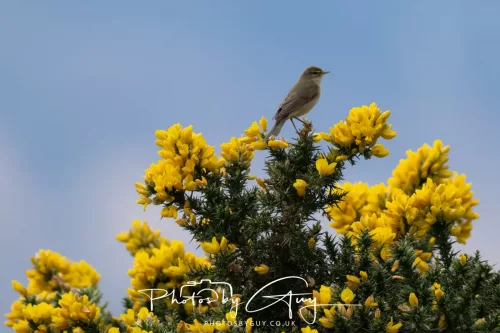 20 April 2026 - Isle of Bute, Kilchatten, St Blanes and back. - Wheatear