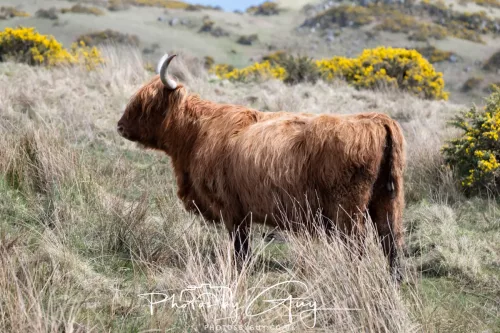 20 April 2026 - Isle of Bute, Kilchatten, St Blanes and back. - Highland Cow
