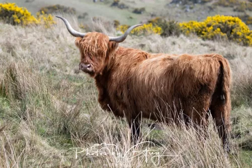 20 April 2026 - Isle of Bute, Kilchatten, St Blanes and back. - Highland Cow