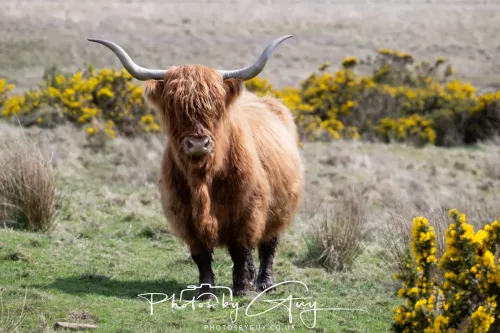 20 April 2026 - Isle of Bute, Kilchatten, St Blanes and back. - Highland Cow