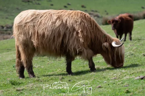 20 April 2026 - Isle of Bute, Kilchatten, St Blanes and back. - Highland Cow