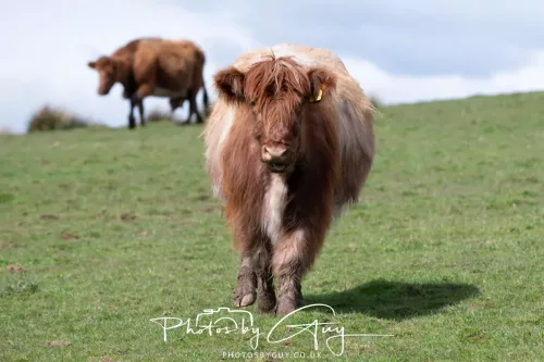 20 April 2026 - Isle of Bute, Kilchatten, St Blanes and back. - Highland cow