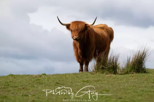 20 April 2026 - Isle of Bute, Kilchatten, St Blanes and back. - Highland Cow