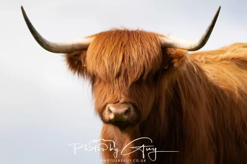 20 April 2026 - Isle of Bute, Kilchatten, St Blanes and back. - Highland Cow