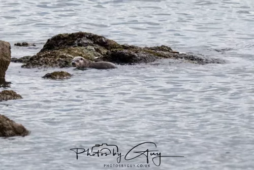 20 April 2026 - Isle of Bute, Kilchatten, St Blanes and back. - Otter