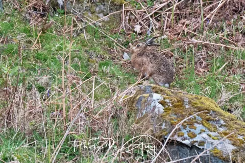 21 April 2026 - Scalpsie Bay & Ettrick -Hare