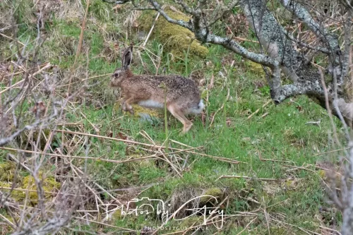 21 April 2026 - Scalpsie Bay & Ettrick -Hare