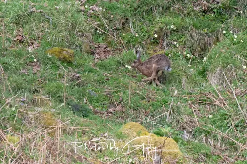 21 April 2026 - Scalpsie Bay & Ettrick - Hare