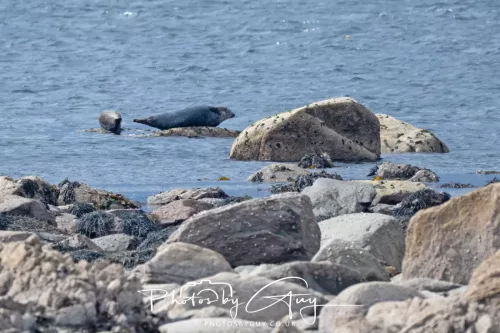 21 April 2026 - Scalpsie Bay & Ettrick -Seal