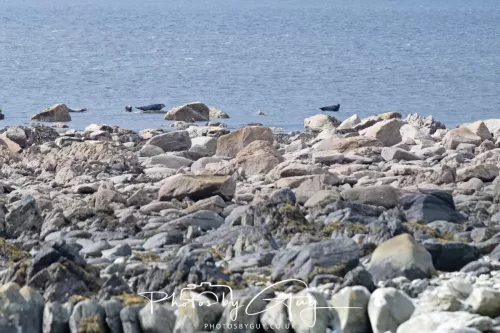 21 April 2026 - Scalpsie Bay & Ettrick -Seal