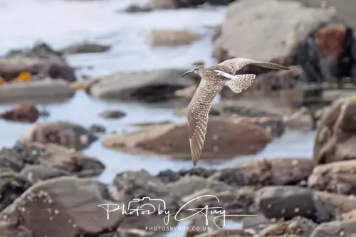 21 April 2026 - Scalpsie Bay & Ettrick - Curlew