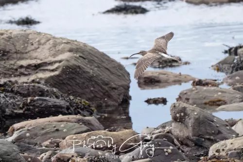21 April 2026 - Scalpsie Bay & Ettrick - Curlew