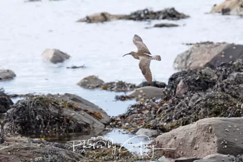 21 April 2026 - Scalpsie Bay & Ettrick - Curlew