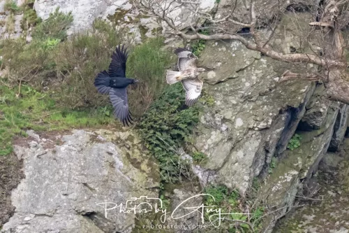 21 April 2026 - Scalpsie Bay & Ettrick - Common Crow and Buzzard