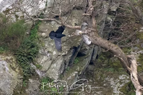 21 April 2026 - Scalpsie Bay & Ettrick - Common Crow and Buzzard