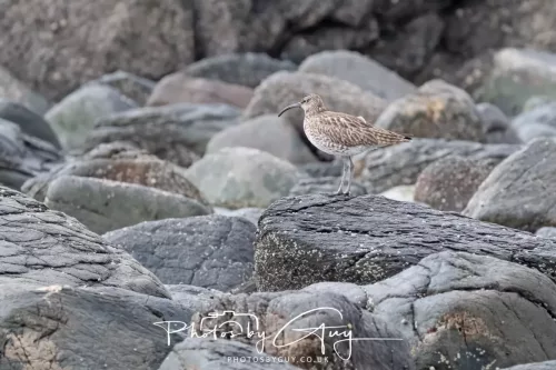 21 April 2026 - Scalpsie Bay & Ettrick - Curlew 