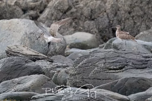 21 April 2026 - Scalpsie Bay & Ettrick - Curlew 
