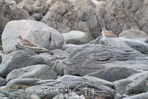 21 April 2026 - Scalpsie Bay & Ettrick - Curlew 