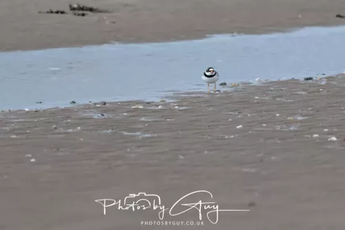 21 April 2026 - Scalpsie Bay & Ettrick -Ringed Plover