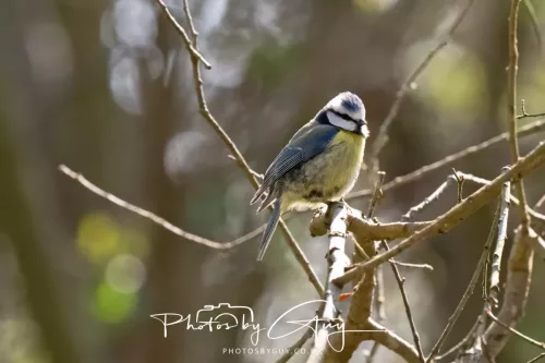 21 April 2026 - Scalpsie Bay & Ettrick - Blue Tit
