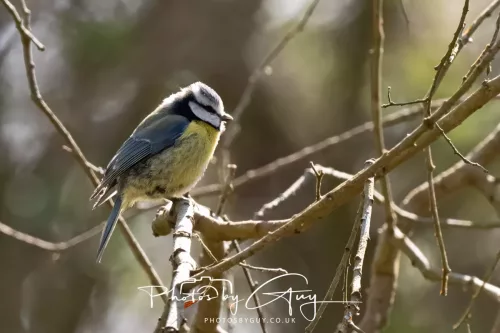 21 April 2026 - Scalpsie Bay & Ettrick - Blue Tit
