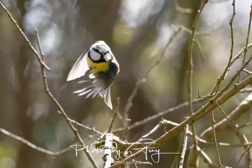 21 April 2026 - Scalpsie Bay & Ettrick -Blue Tit