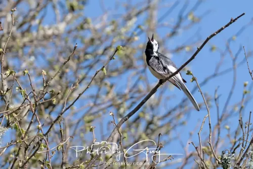 21 April 2026 - Scalpsie Bay & Ettrick - White Wagtail 