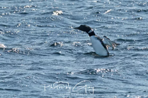 21 April 2026 - Scalpsie Bay & Ettrick - Great Northern diver