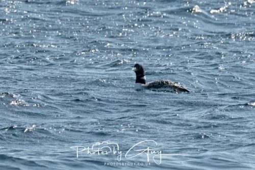 21 April 2026 - Scalpsie Bay & Ettrick - Great Northern diver