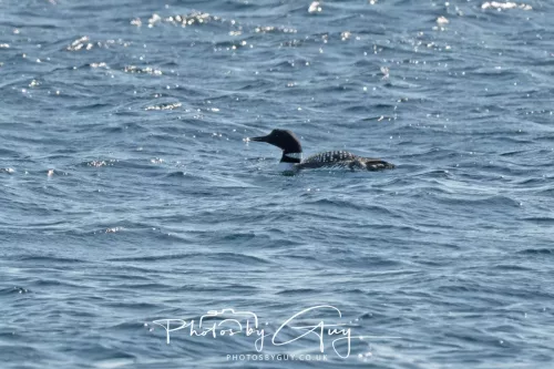 21 April 2026 - Scalpsie Bay & Ettrick - Great Northern diver
