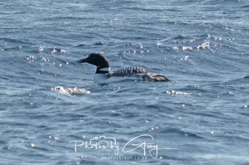 21 April 2026 - Scalpsie Bay & Ettrick - Great Northern diver