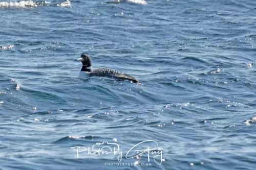 21 April 2026 - Scalpsie Bay & Ettrick - Great Northern diver