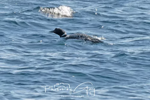 21 April 2026 - Scalpsie Bay & Ettrick - Great Northern diver