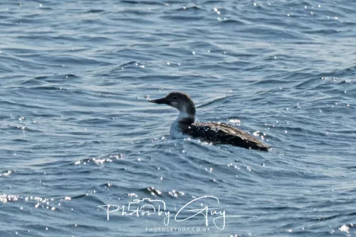 21 April 2026 - Scalpsie Bay & Ettrick - Great Northern diver