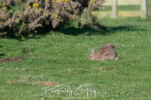 21 April 2026 - Scalpsie Bay & Ettrick - Wild rabbit