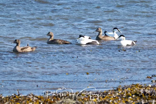 22 April 2026 - Balnakailly, Bute - Eider Duck