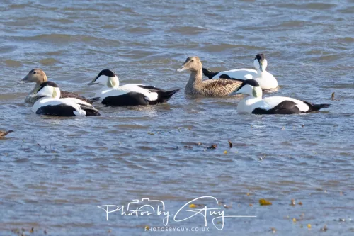 22 April 2026 - Balnakailly, Bute - Eider Duck
