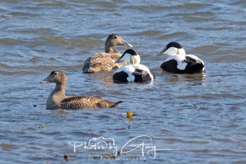 22 April 2026 - Balnakailly, Bute - Eider Duck