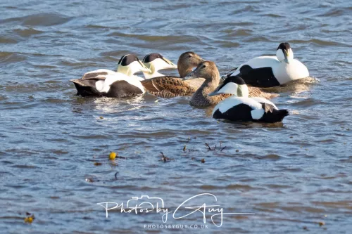 22 April 2026 - Balnakailly, Bute - Eider Duck