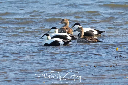 22 April 2026 - Balnakailly, Bute - Eider Duck