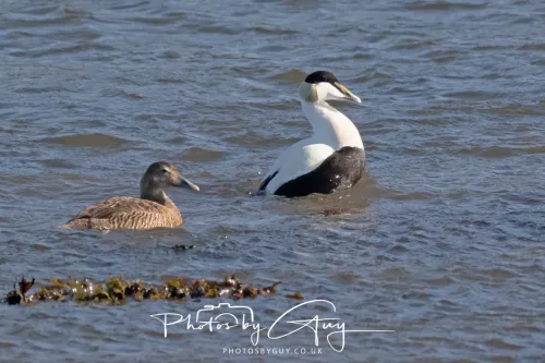 22 April 2026 - Balnakailly, Bute - Eider Duck