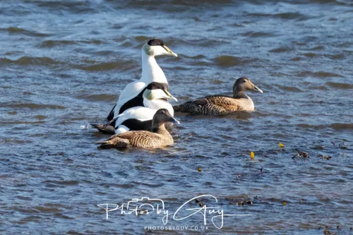 22 April 2026 - Balnakailly, Bute - Eider Duck