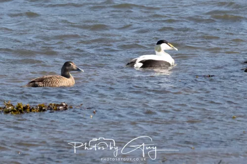 22 April 2026 - Balnakailly, Bute - Eider Duck