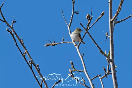 22 April 2026 - Balnakailly, Bute - Willow Warbler