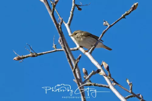 22 April 2026 - Balnakailly, Bute - Willow Warbler