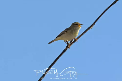 22 April 2026 - Balnakailly, Bute - Willow Warbler