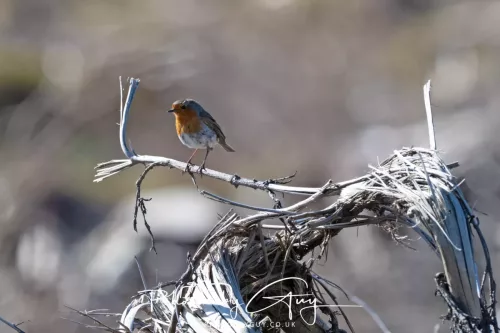 22 April 2026 - Balnakailly, Bute - Robin