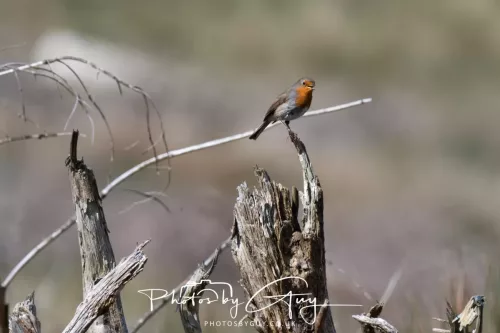 22 April 2026 - Balnakailly, Bute - Robin