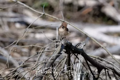 22 April 2026 - Balnakailly, Bute - Wren